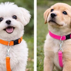 Matching Dog Collar and Leash Set – 2 Sets for $12
